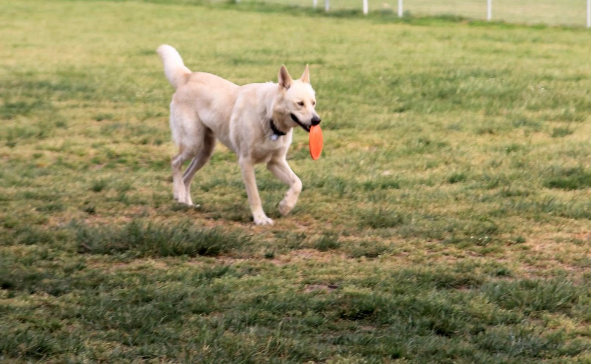 friendlywolfdog's tweet image. Pretend front paw is lame, get Wolf snacks. This Wolf has it figured out!! :)
