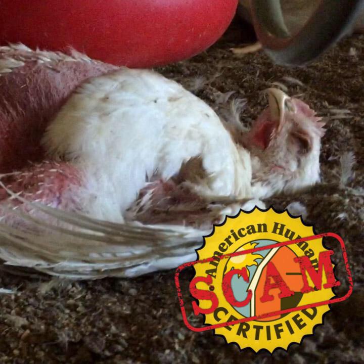 MercyForAnimals's tweet photo. Thank you @vicenews for covering our latest undercover investigation at @FosterFarms. https://t.co/9SGEtzNbsB http://t.co/6IGLhwzwmS