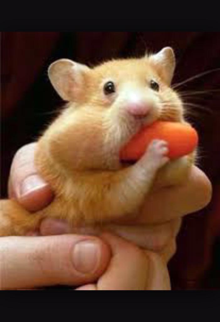 BuzzingDailyy's tweet photo. When the waiter comes by to ask how food is mid-bite. http://t.co/MPCZzCQIe7