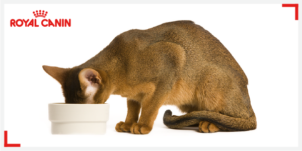 RoyalCanin_ID's tweet photo. Membangun hubungan emosional antara owner dgn pets bisa dilakukan melalui hal sederhana, Pet Mates. #RoyalCaninTips http://t.co/xiDGTFzzON