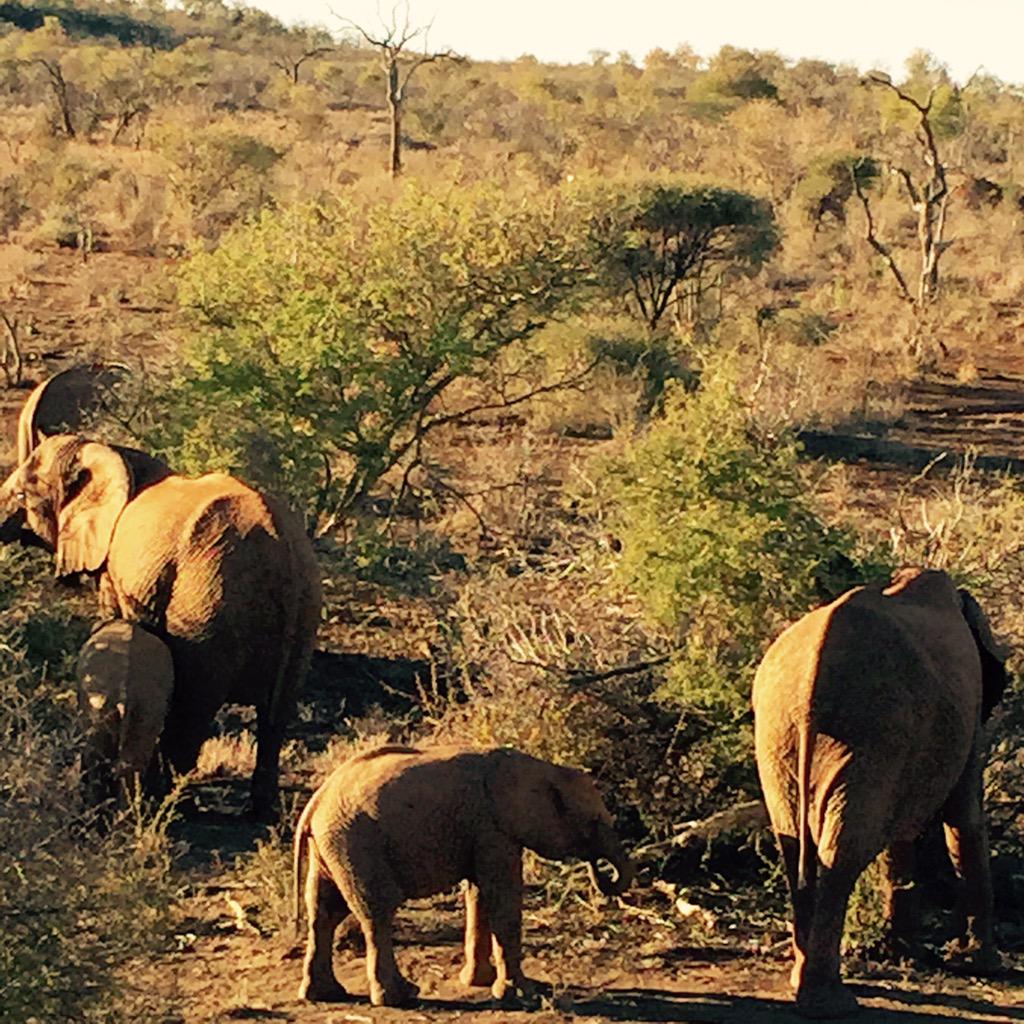 OneRepublic's tweet photo. S Africa Day 1.  Redefining the airport &amp; wildlife http://t.co/5aViQBMizI