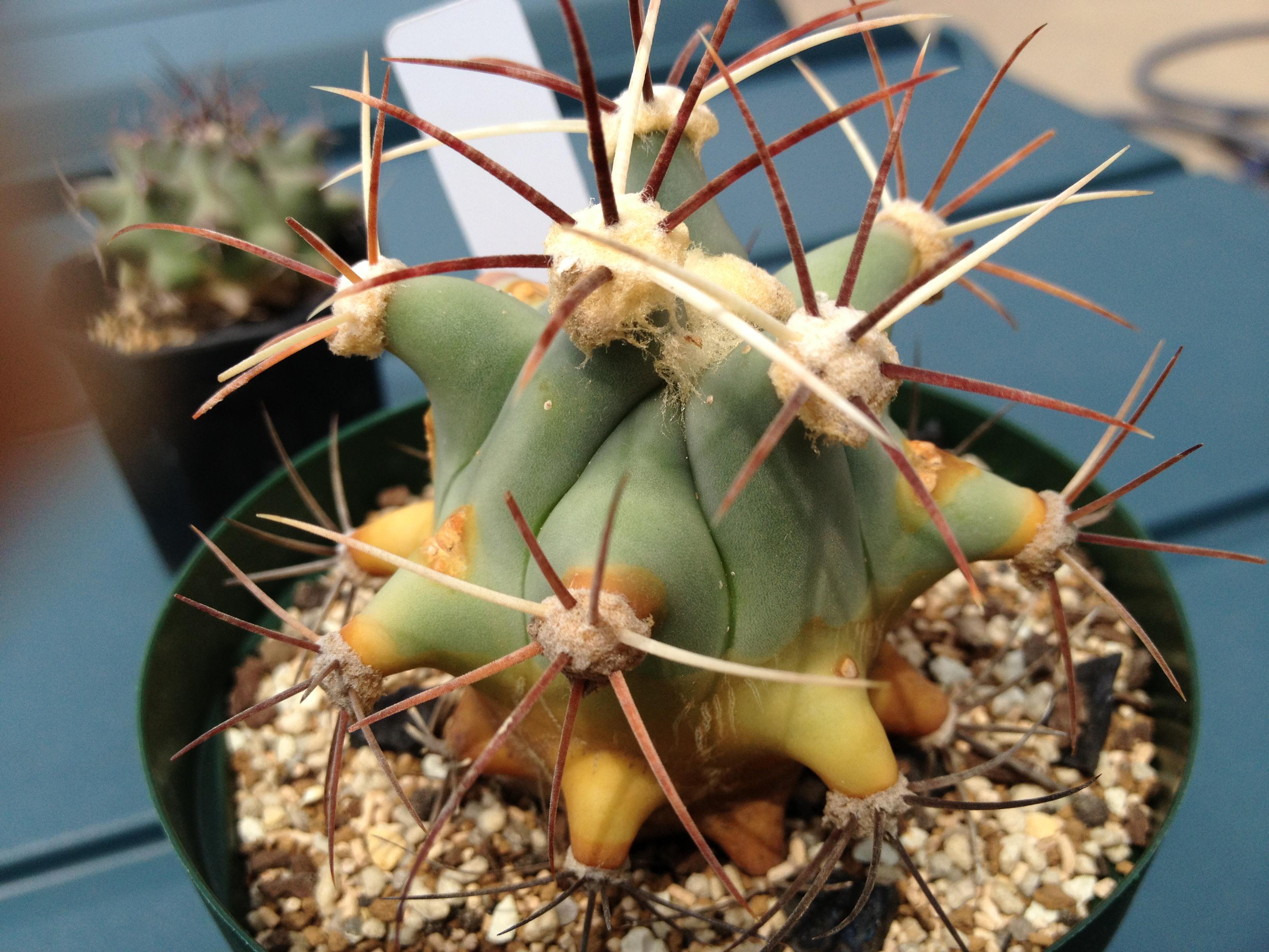 スーパーサボテンタイム ブログ更新 幼苗のフェロカクタスのプリっとした稜が好きという話 学名 Ferocactus Emoryiに和名を 江守 と名付けられるような豪快な男になりたいです Http T Co Etwee0wu4y Http T Co Yrcqzvowrm Twitter