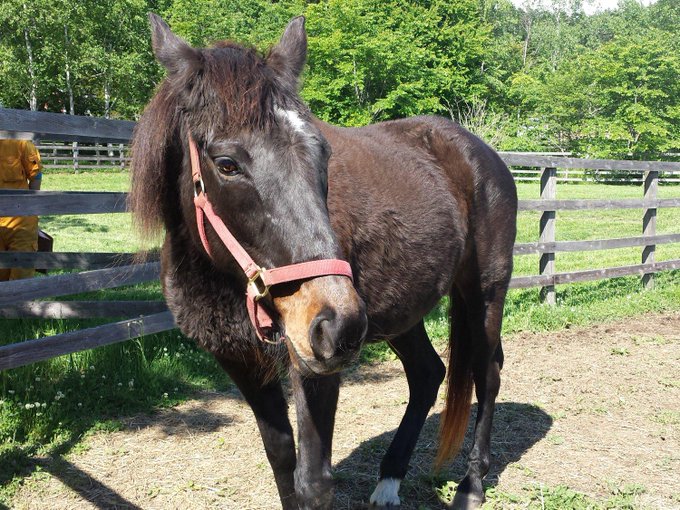 パカパカ工房 Pakapakakobo 15年06月 Page 2 Twilog