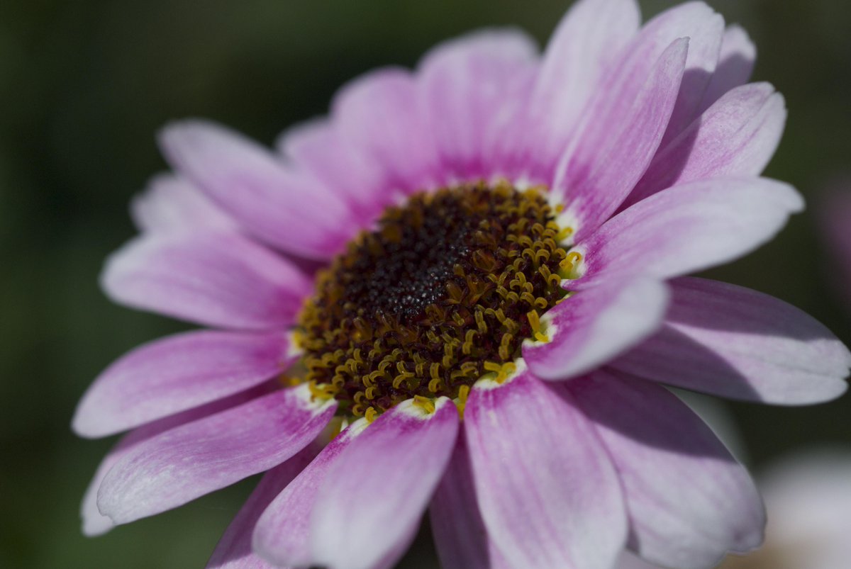 Is pink the best colour in the garden?