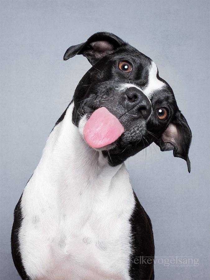 indy100's tweet image. These portraits of dogs are wonderfully expressive i100.io/K9qwcpO