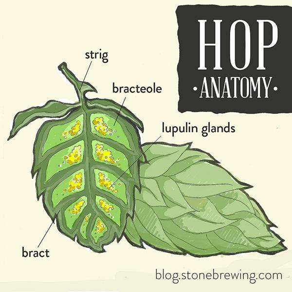 StoneBrewing's tweet image. We’re breaking down the science of how hops’ compounds infuse into #beer in our newest #BLOG - blog.stonebrewing.com/index.php/dive…