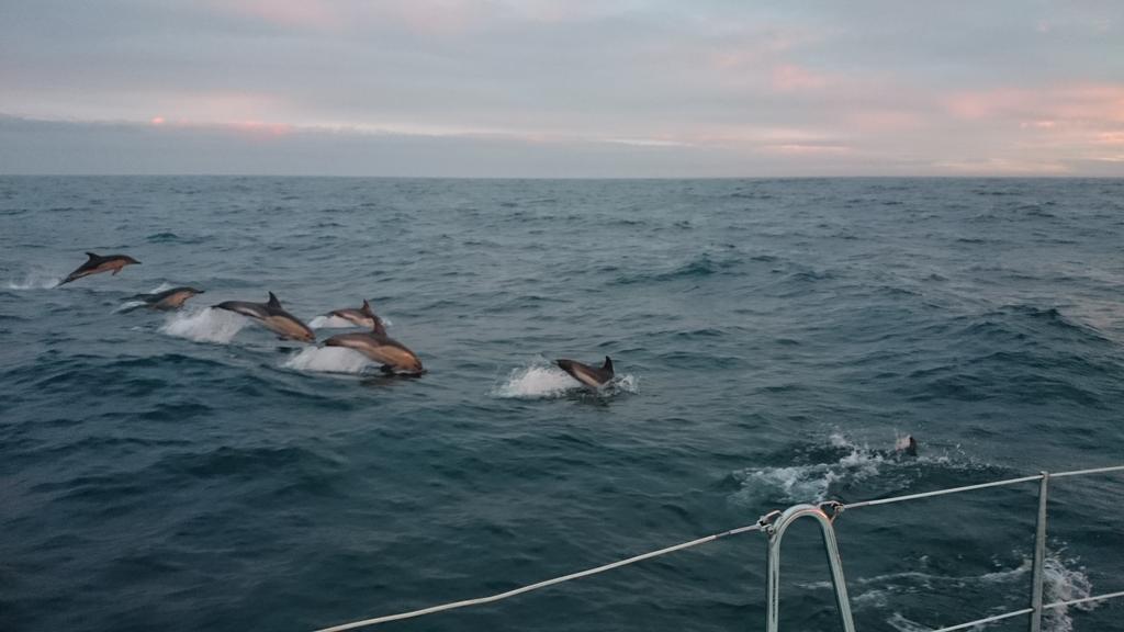 Dolphins out to greet some club members at sunset last night, while sailing from Wales to Ireland