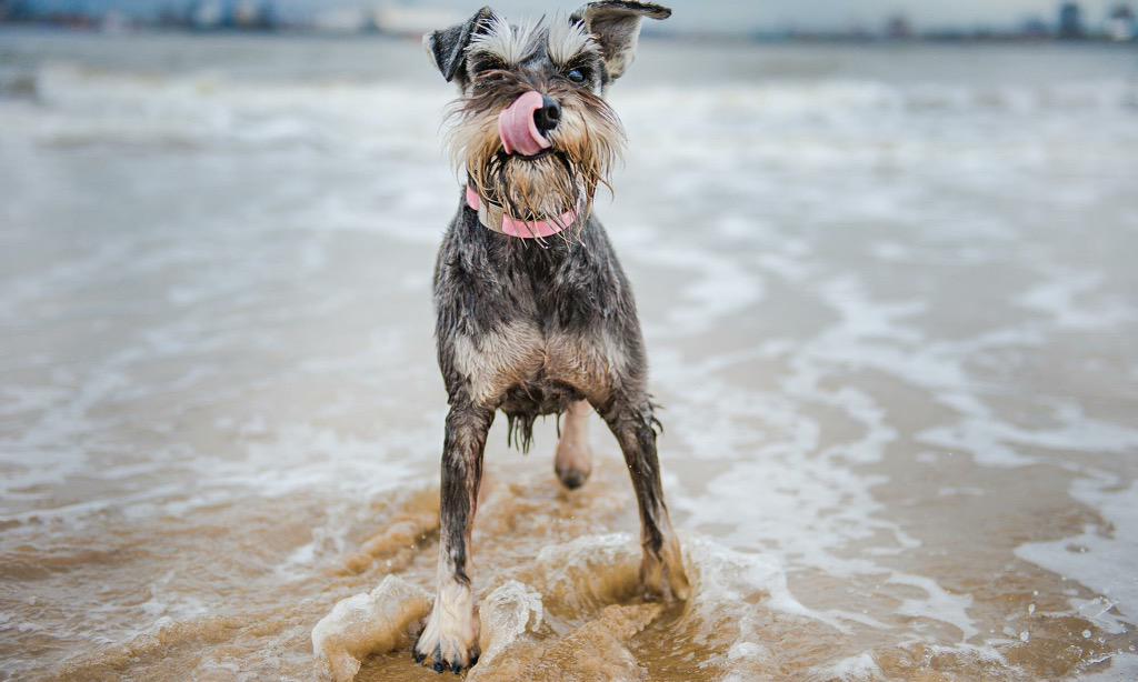 wet schnauzer