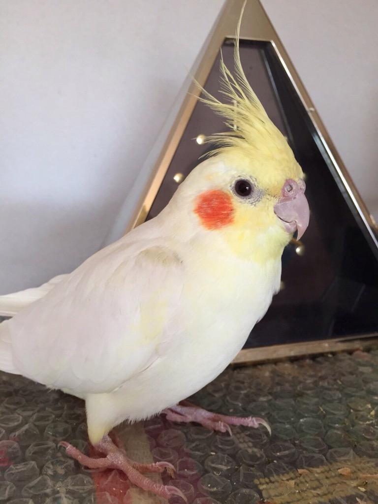 松井美香 Matsumikou Twitter