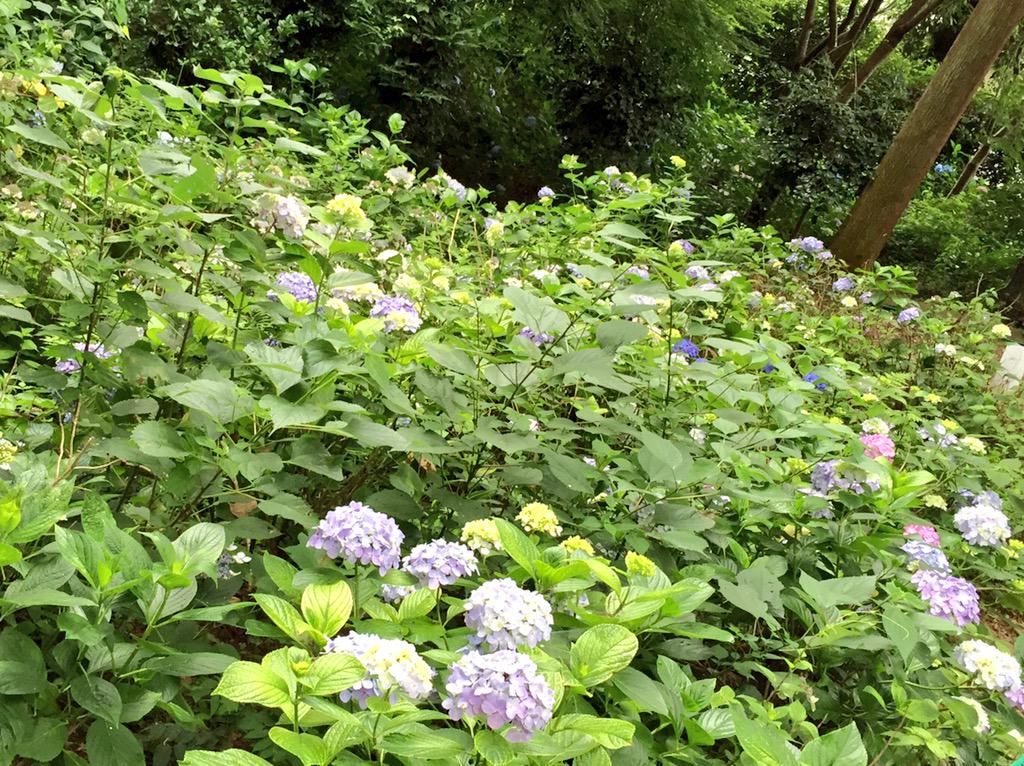 向日葵 松尾大社の紫陽花は まだまだこれからです O O Http T Co D8y1eics6f Twitter