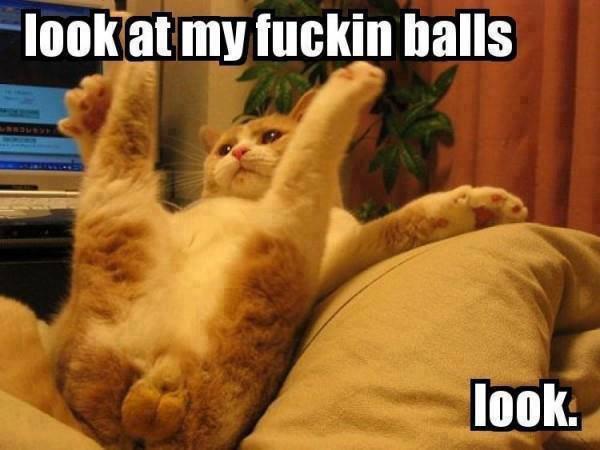 BeauBeagle02's tweet photo. Fucking bellend http://t.co/TAtnCMHAxm