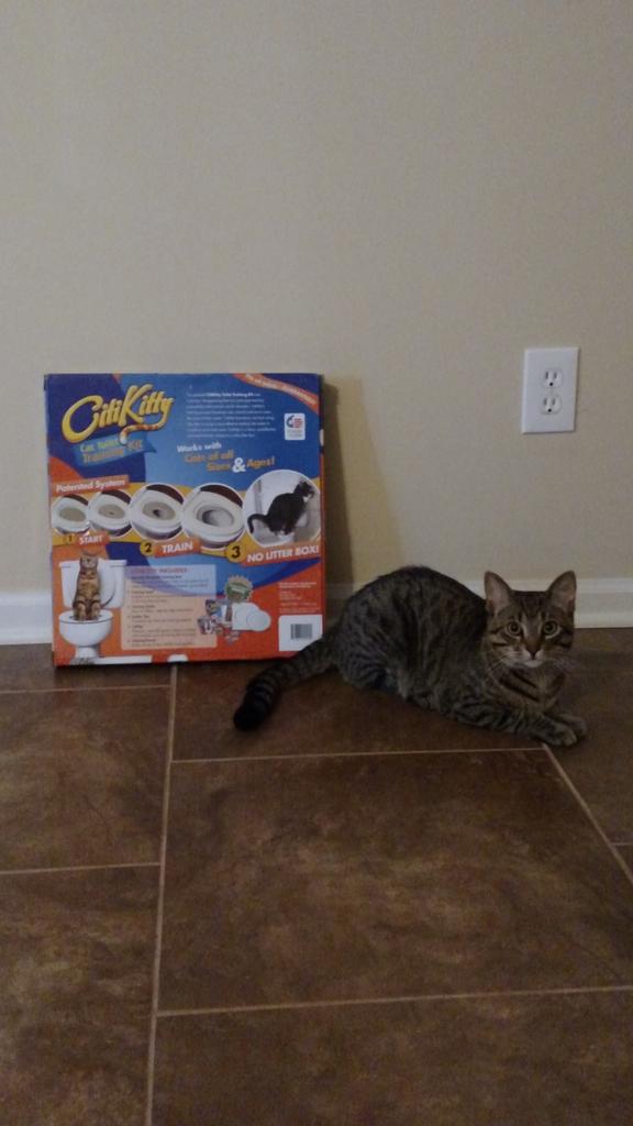 HHill25's tweet photo. The #citikitty is in folks! Not let's train these cats to use a toilet! 🙌🙌🙌🙌 http://t.co/QXAVud6uwV