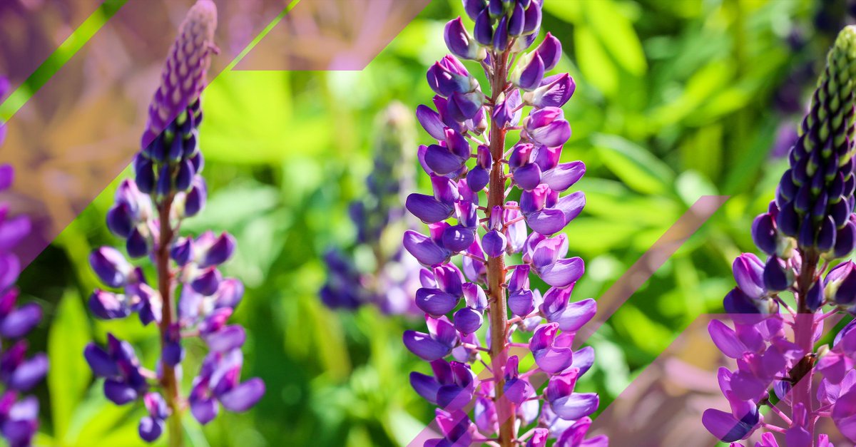 madewithzoe's tweet photo. Stop &amp; smell the #Lupines! The 22nd Annual #LupineFestival in Sugar Hill, NH. #madewithzoe http://t.co/mYnF5QFCuM http://t.co/UxTMo4kya5
