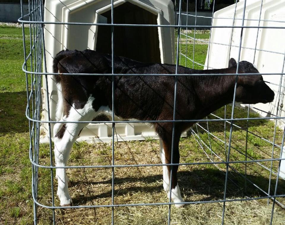 Colganados's tweet photo. @Colganados Corvette Amber (Corvette @SelectSiresInc xAida-ET-RC(Shan x Apple A1-RED) visit us http://t.co/lMq0k52pHC http://t.co/6kyKHjZjvn