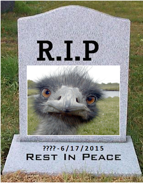 ioniacodispatch's tweet photo. UPDATE: EMU was located.Despite everyone's efforts sadly he was forced to be put down..RIP to the most popular bird! http://t.co/IABL5PTmXI