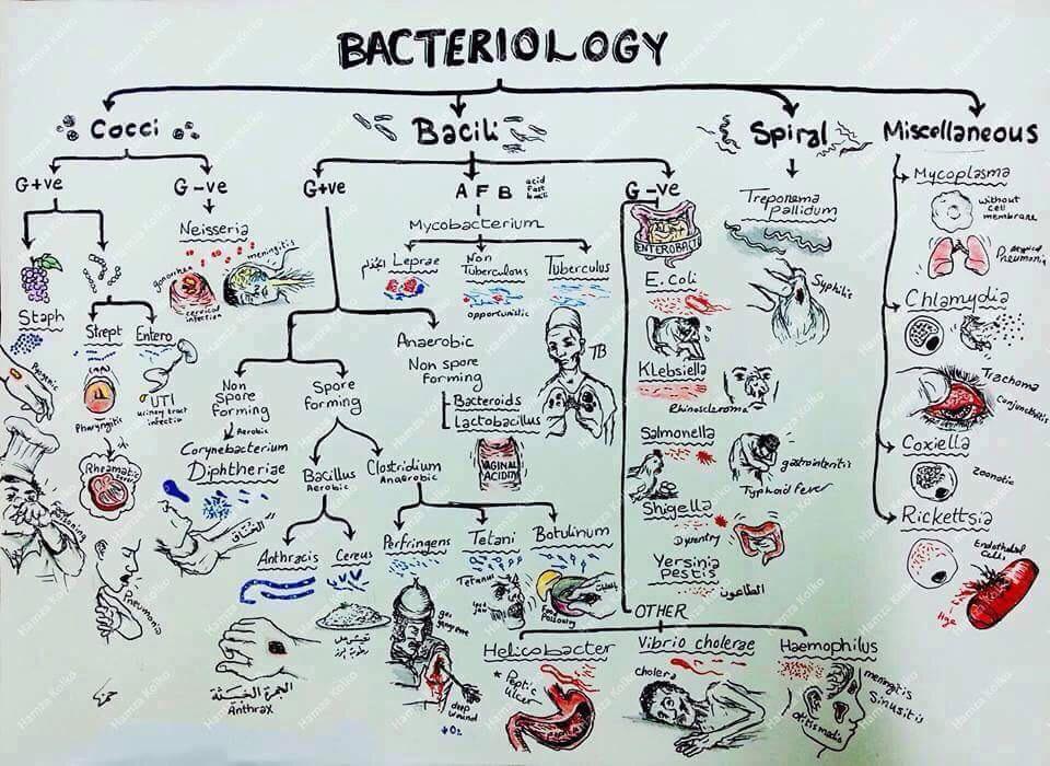 Microbiology Bacteria Classification Chart