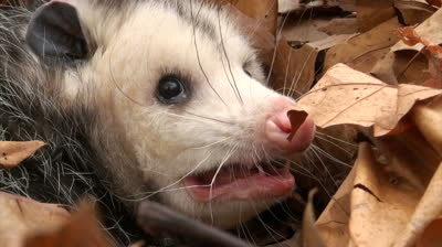 bossmew's tweet photo. I feel my reactions to life are similar to an opossum #playsdead #eatstrash #screamsalot http://t.co/grkgl098UD