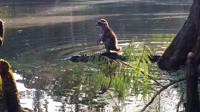 UberFacts's tweet photo. This is a raccoon riding an alligator in Florida – Taken by Richard Jones. http://t.co/SM8ETpCNpb