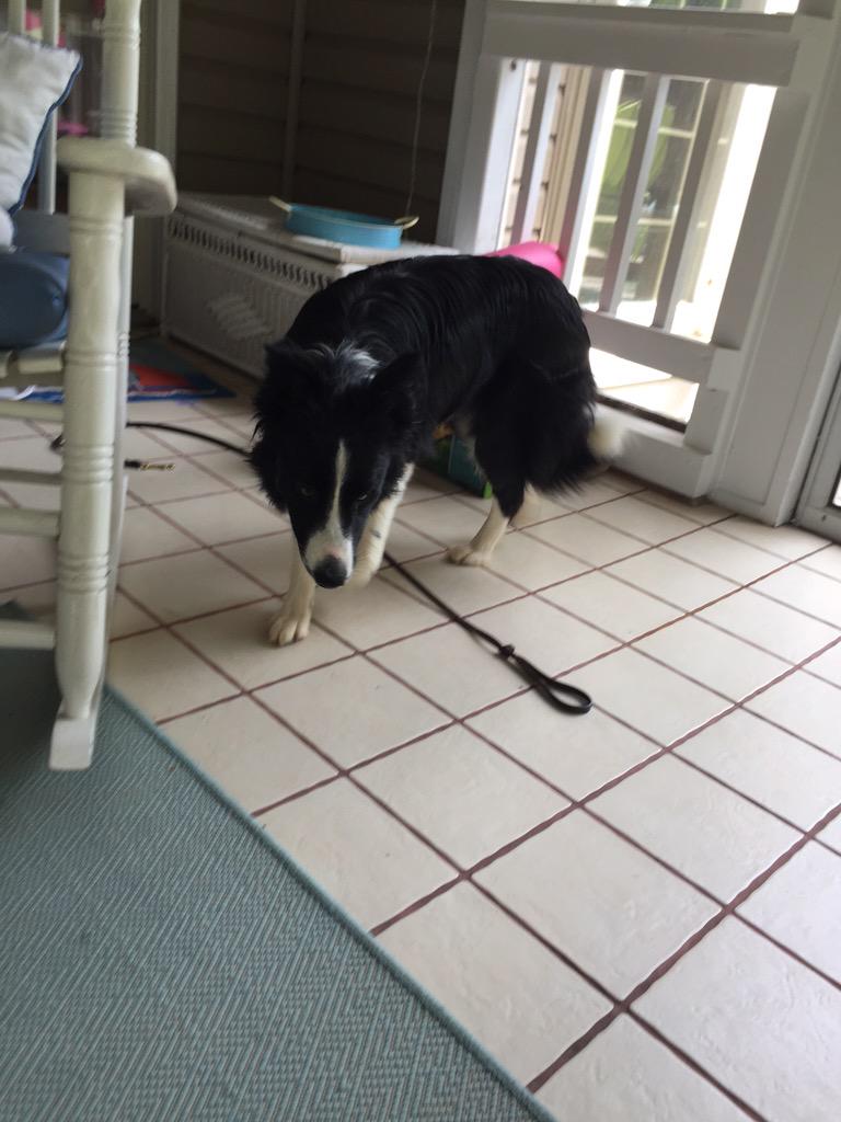 keriyoon_'s tweet photo. found a dog with no tag on the side of 123 @ 12:40!! if anyone knows his owner please contact me http://t.co/2OVc0FIl9g