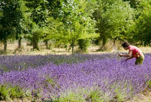 TravelSalem's tweet photo. Celebrate all things #Lavender at annual festival, 6/27-28 at Lavender Lake Farms: http://t.co/RWVBBRcd9h #SalemOR http://t.co/6XzgkgM1QQ