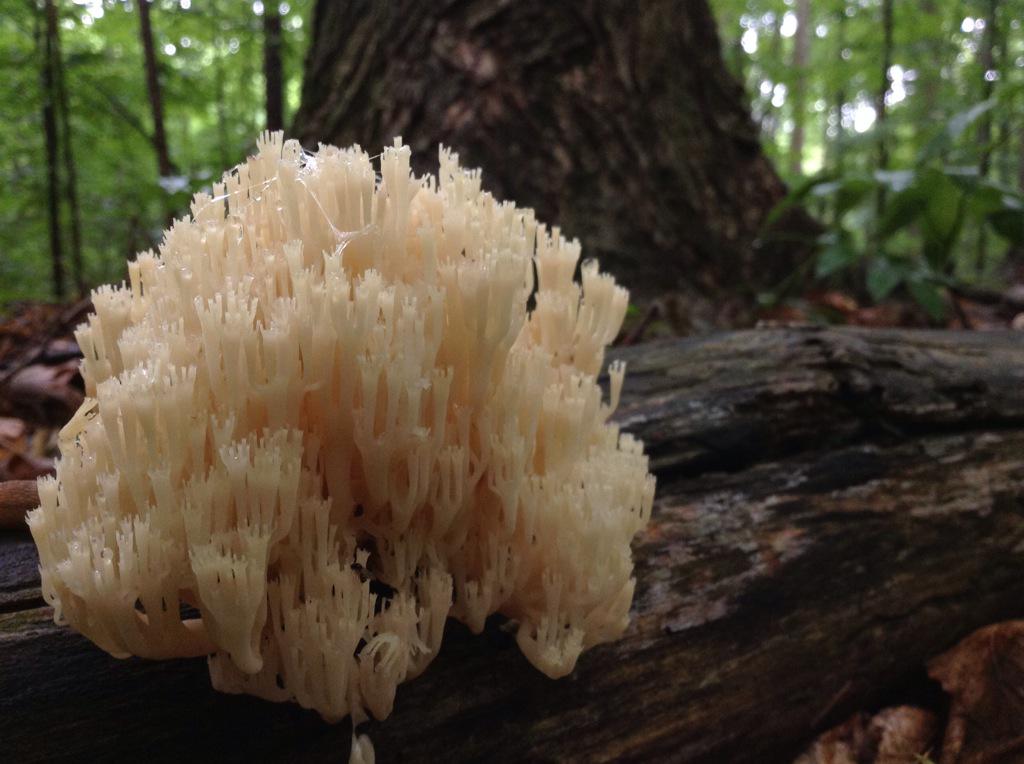 Jaffa EnvEd Centre tweet media