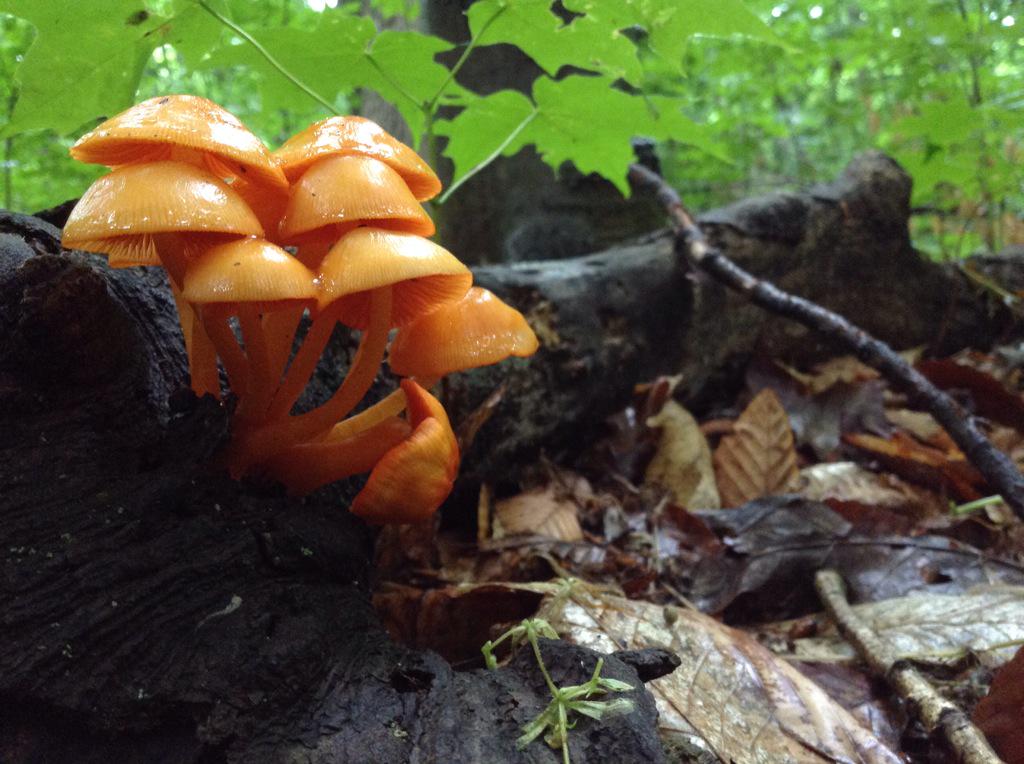 Jaffa EnvEd Centre tweet media