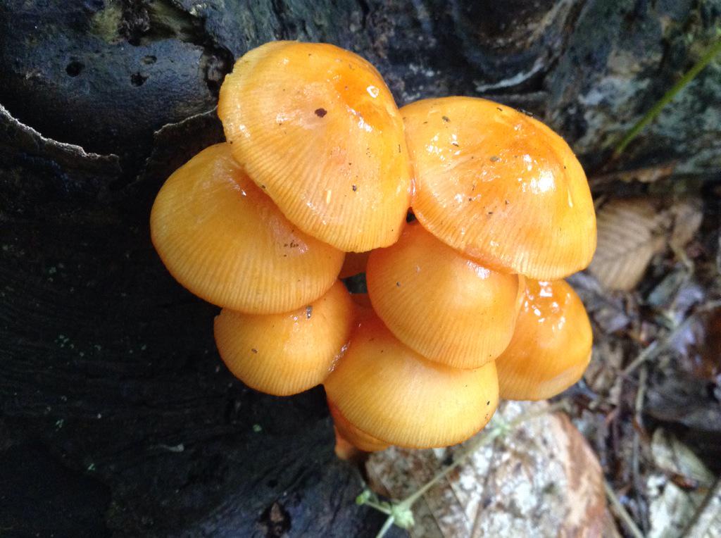 Jaffa EnvEd Centre tweet media