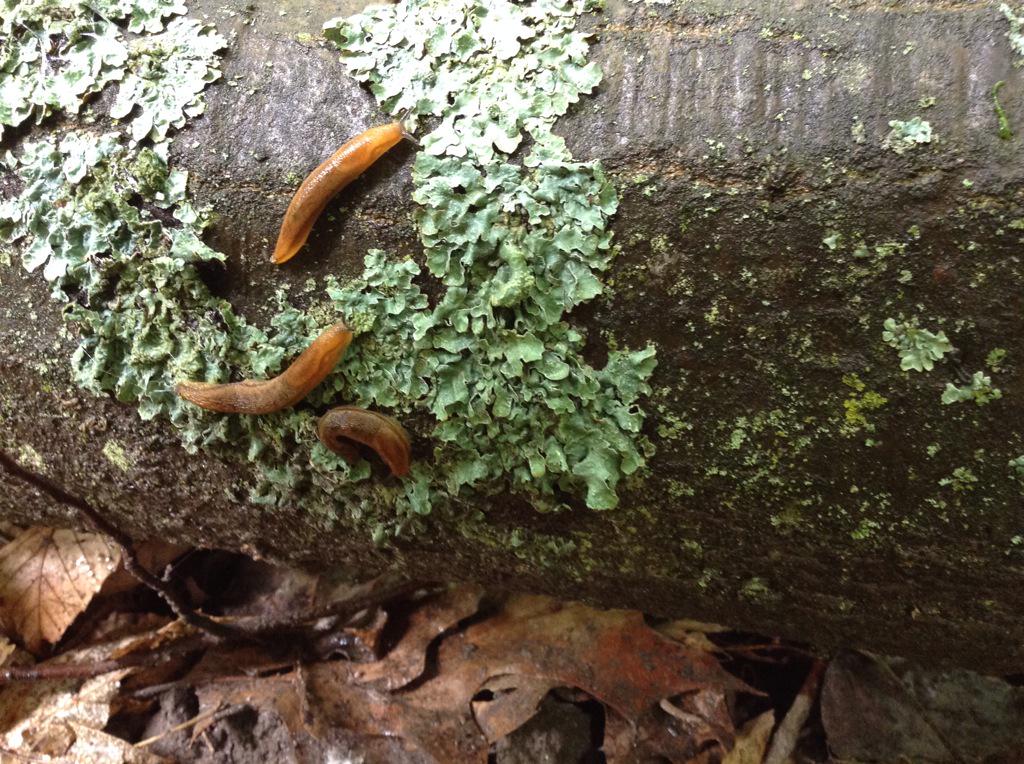 Always something to find on the forest floor <a href="/JaffaEEC/">Jaffa EnvEd Centre</a>!!!