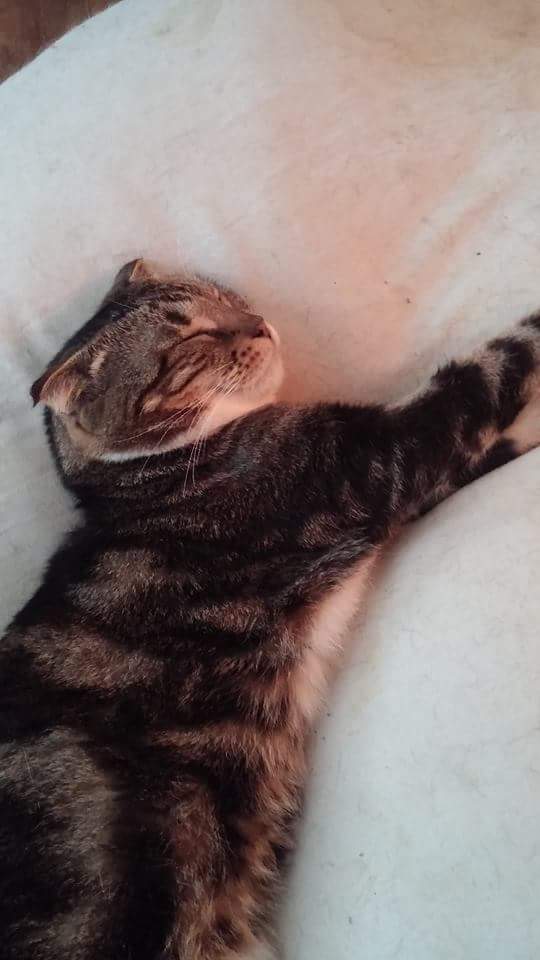 Cat needs care after attack . Click to Donate:  tw.gofund.me/xazq6eg via <a href="/gofundme/">GoFundMe</a>