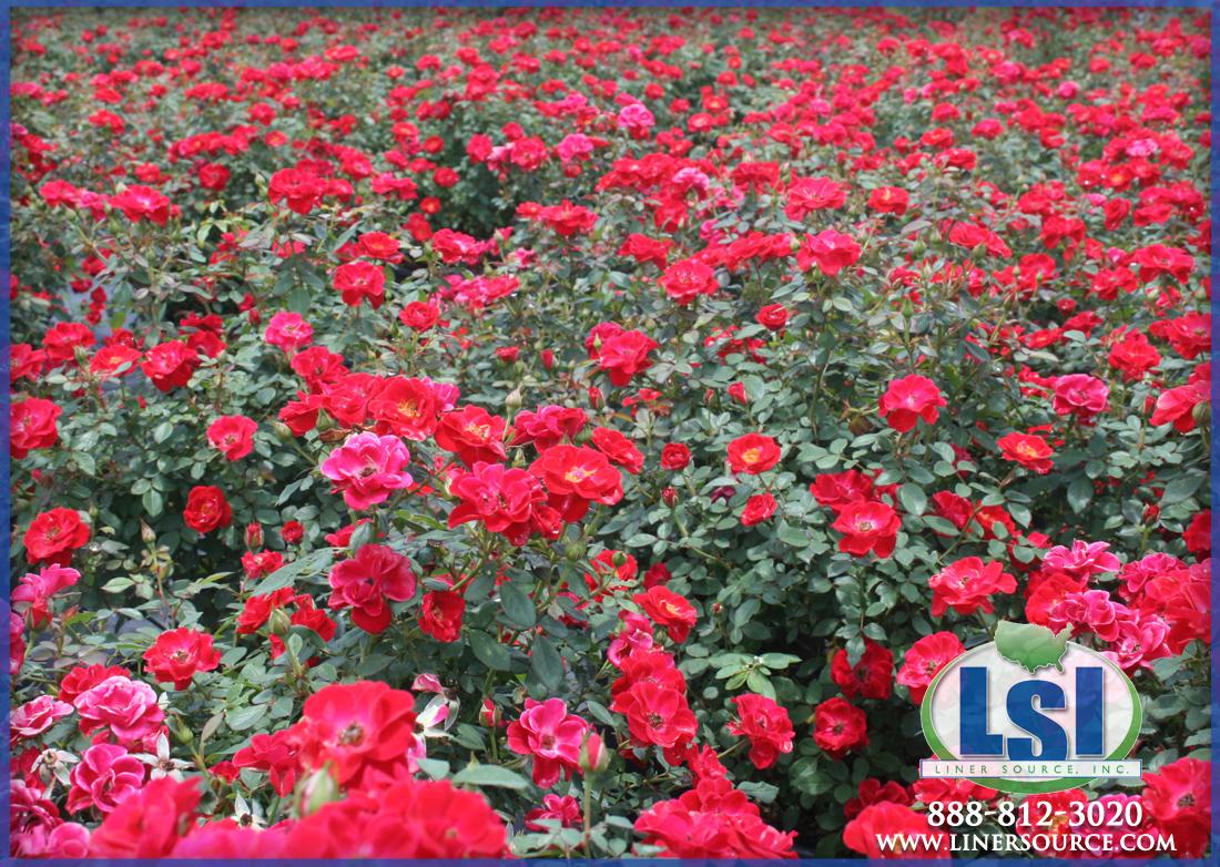 LinerSource's tweet image. Show some patriotism with beautiful RED ROSES! Now in full bloom! #roses #linersource #patriot #julyfourth #nursery