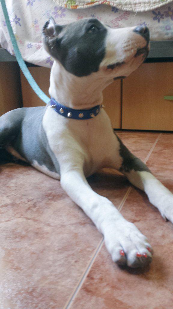 CristinaGambin1's tweet photo. Esto ocurre cuando eres un pitbull fashion y te metes en una habitación con @albafepe2 y conmigo 😂😂😂 http://t.co/9MKTvYkkSH