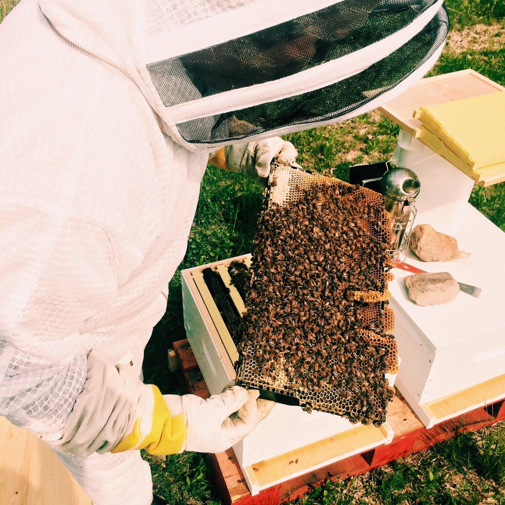 dillonsdistills's tweet image. The distillery family just got bigger, meet our newest residents...BEEEEEEEES!!