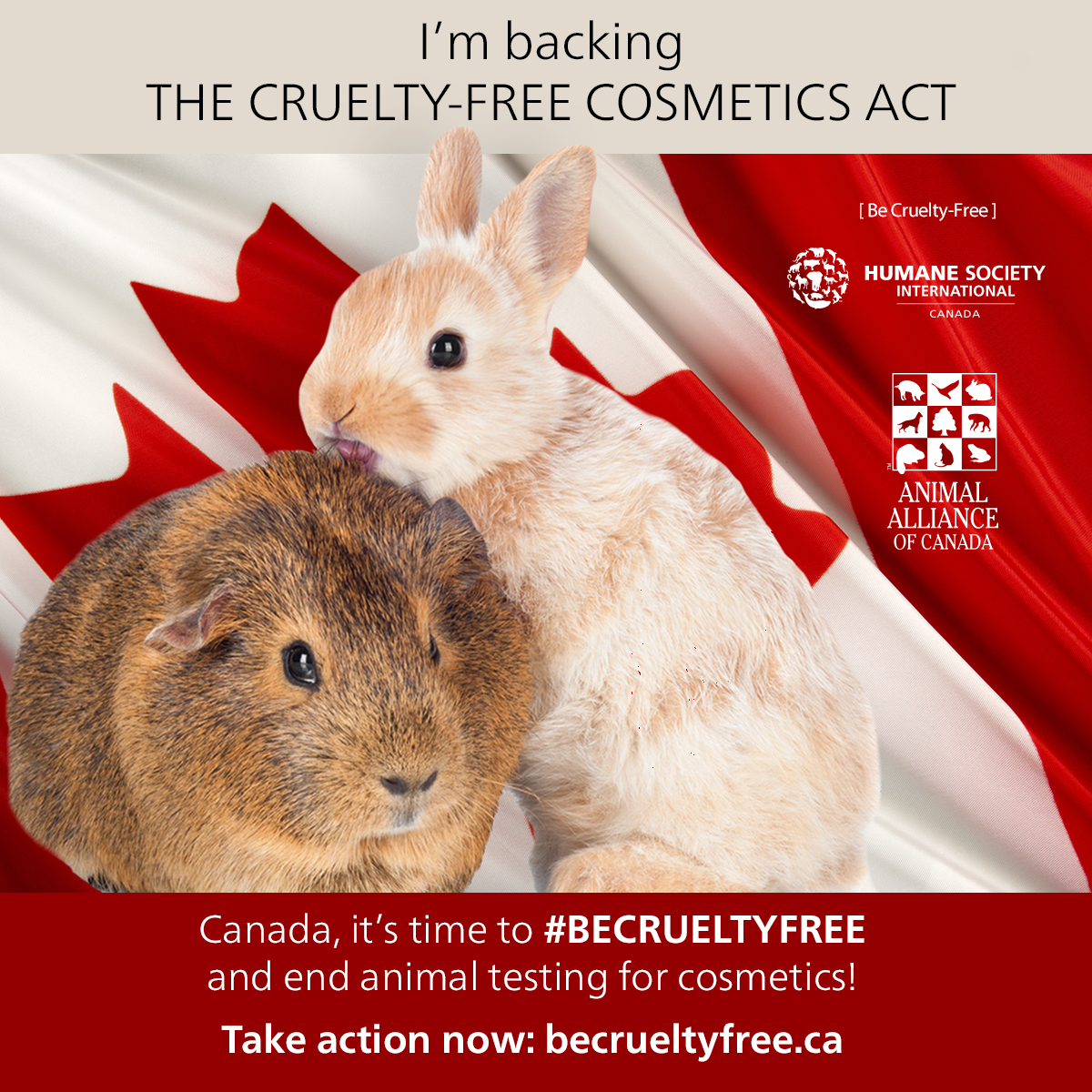 humaneworldcan's tweet photo. We did it! Sen. Carolyn Stewart Olsen launches bill to prohibit animal testing for cosmetics in Canada #becrueltyfree http://t.co/DdSt5V1AS3