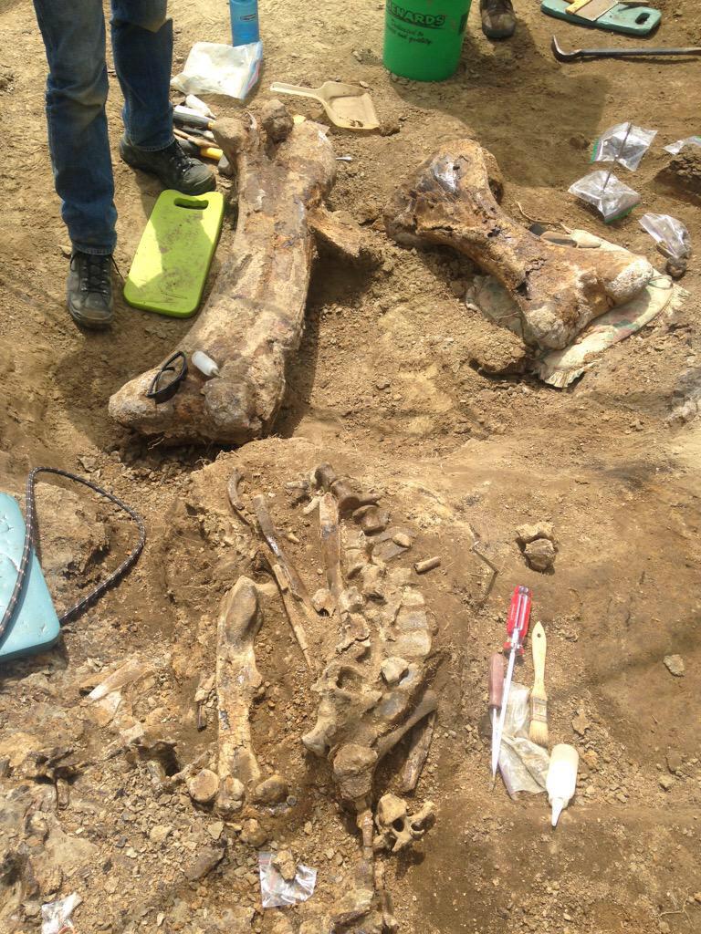 One of the sites has a Triceratops with a very nice Thescelosaurus a few centimeters above the Tric. <a href="/SouthwesternAU/">Southwestern Adventist University</a>