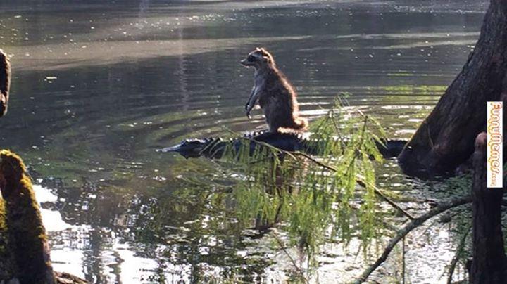 RealPearAO's tweet photo. It's the Gator Boat, for all your Raccoon Ride needs!
Source: http://t.co/izmWObOH7N http://t.co/Ry9Y0srsBN