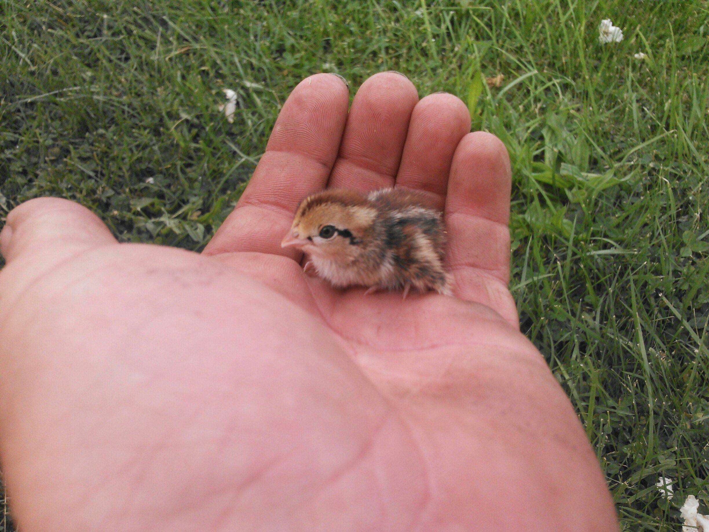 Quail Chicks