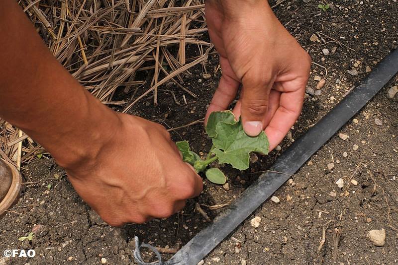 FAOKnowledge's tweet photo. VIDEO | Soil is not dirt: connecting #soils, plants, &amp; #climate - by @RLybrand629 http://t.co/amG3IaeboG #IYS2015 http://t.co/eRAARLk4nB
