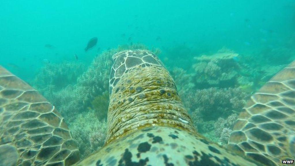 TabZooUK's tweet image. Conservation project reveals amazing turtle's eye-view of the Great Barrier Reef youtu.be/2I6hDqCrI9o #turtlecam