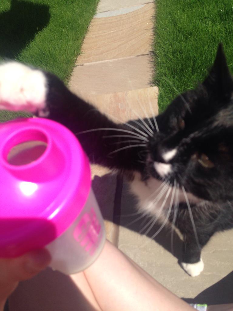 LHBroadhurst's tweet photo. Does anyone else's cat love protein shakes this much? #nothavingany #getoff #greedy #cat #protein http://t.co/OtqA95t4fA