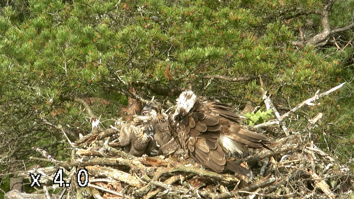 The chicks on the second nest are now three weeks old. After a bit of squabbling earlier they've settled down now.