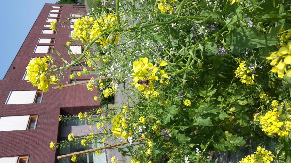marjanmid's tweet photo. @arjanbroer prachtig!  Hier ook veel bezoek van bijen en hommels! #groeneloper038 #werkeren http://t.co/6GA92RQLwj