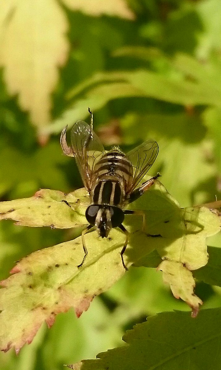 INSTRUCTORGOD's tweet image. Just emptied the dishwasher and found Mr Hoverfly inside having a swim. Nice and dry now!  #goodswimmer