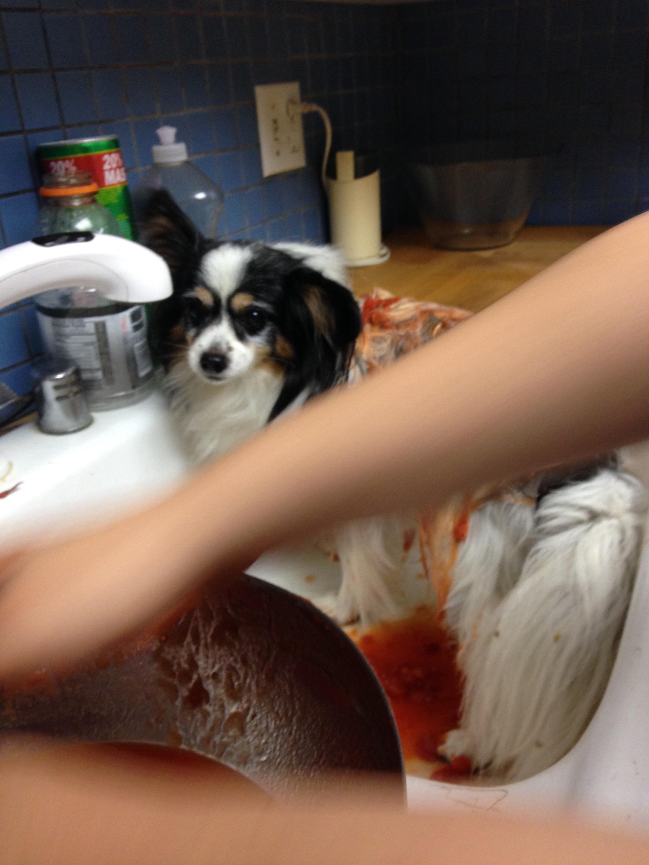 伊藤比呂美 على تويتر うちの犬 がスカンクを追っかけたらしい そして分泌物をひっかけられたらしい すごい臭いで帰ってきたので 民間療法の智恵に従って トマトジュースで洗っています Http T Co 4x0wmcaqns تويتر