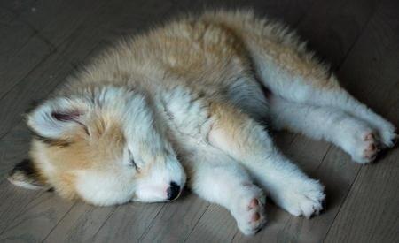 Cruce de husky y golden retriever.