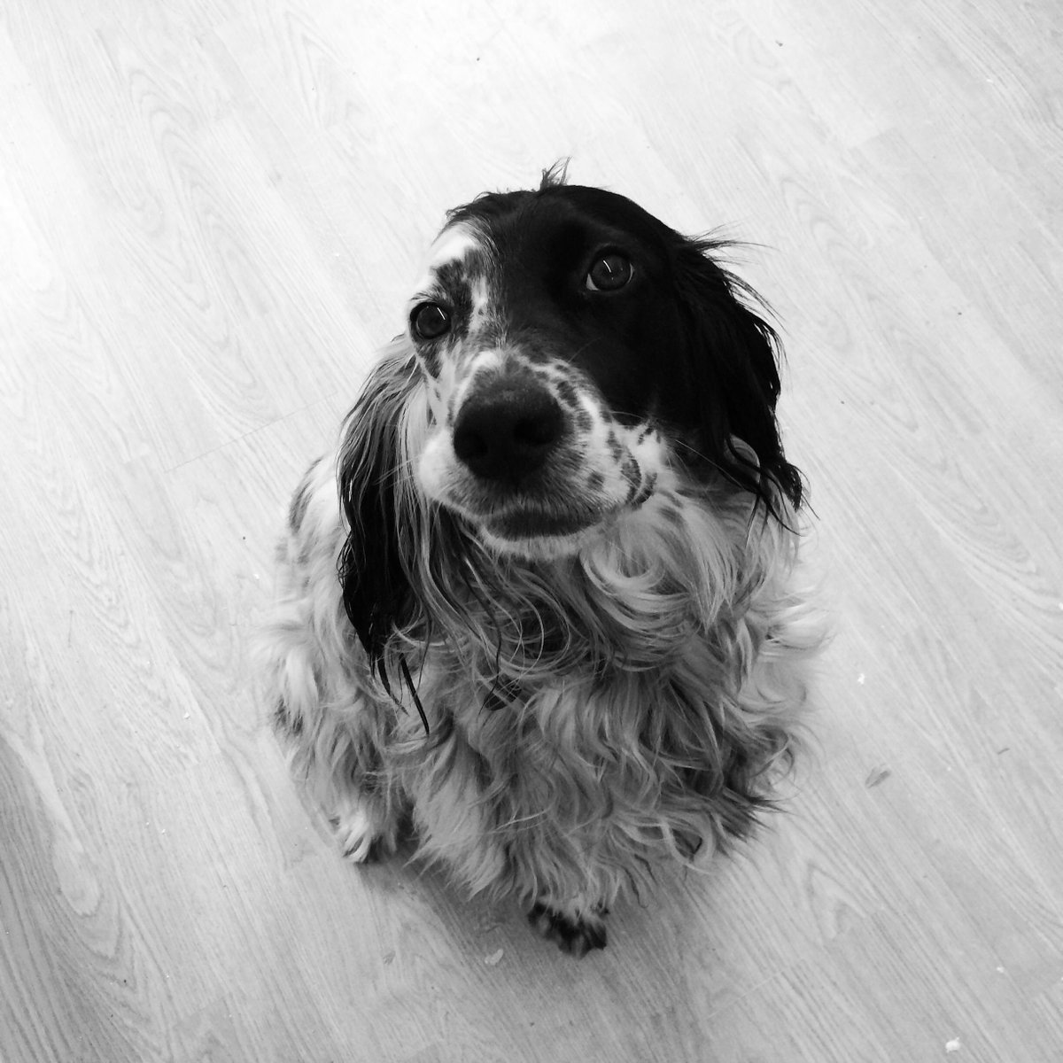 keepsakeguild's tweet image. Got our model ready for our pet pawcasting course. #petkeepsakes #petkeepsakes #pawcasting #pawprint #petprints