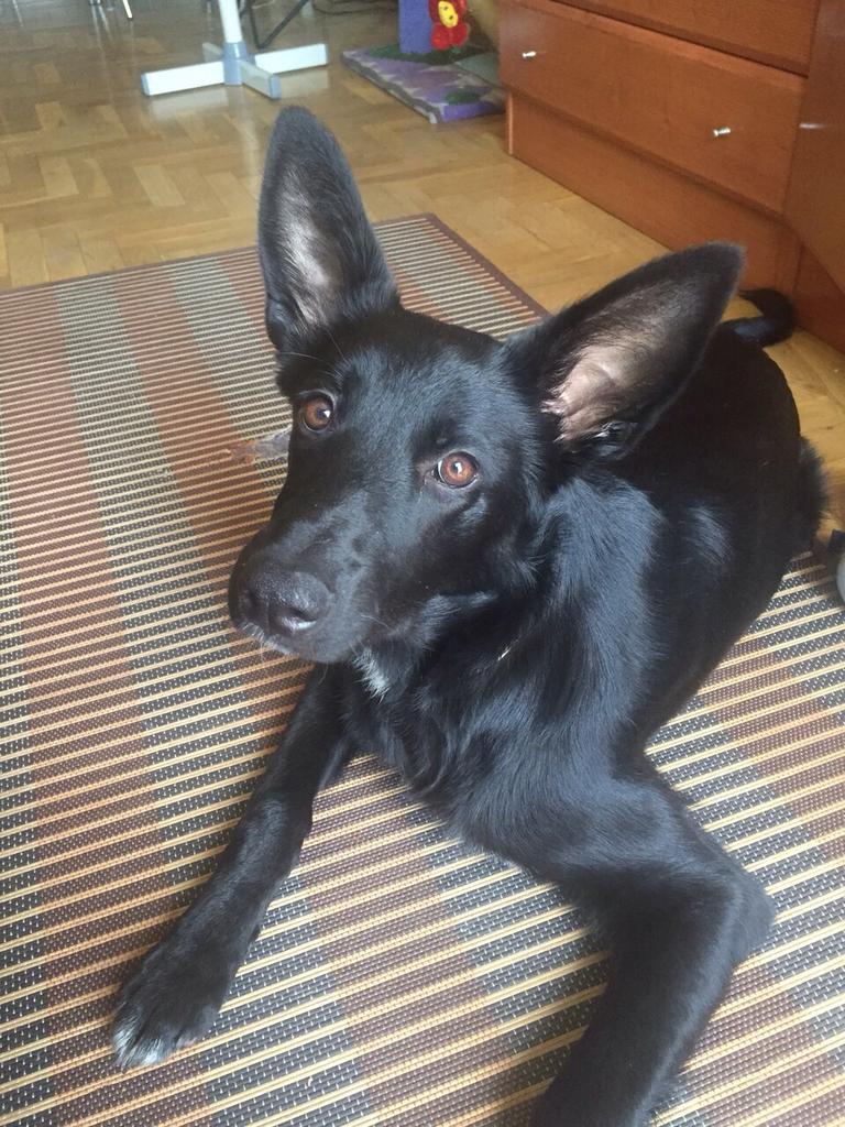 elhocicoorg's tweet photo. Siti ya tiene 6 meses y cada día esta mas guapa y grande.  Se lleva bien con gatos,  en #adopcion. http://t.co/mAUTIMMTPr