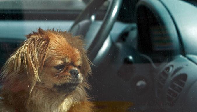 MondeAuto's tweet image. Chaleur : ne jamais laisser votre animal enfermé dans une voiture
buff.ly/1LGbFgO