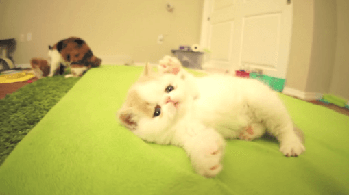Pocketti_'s tweet photo. 撮らないで！ カメラを恥ずかしがる仔ネコが悶絶級にカワイイ http://t.co/wemXUh6Yv1 http://t.co/Nq4DnTqJZ4