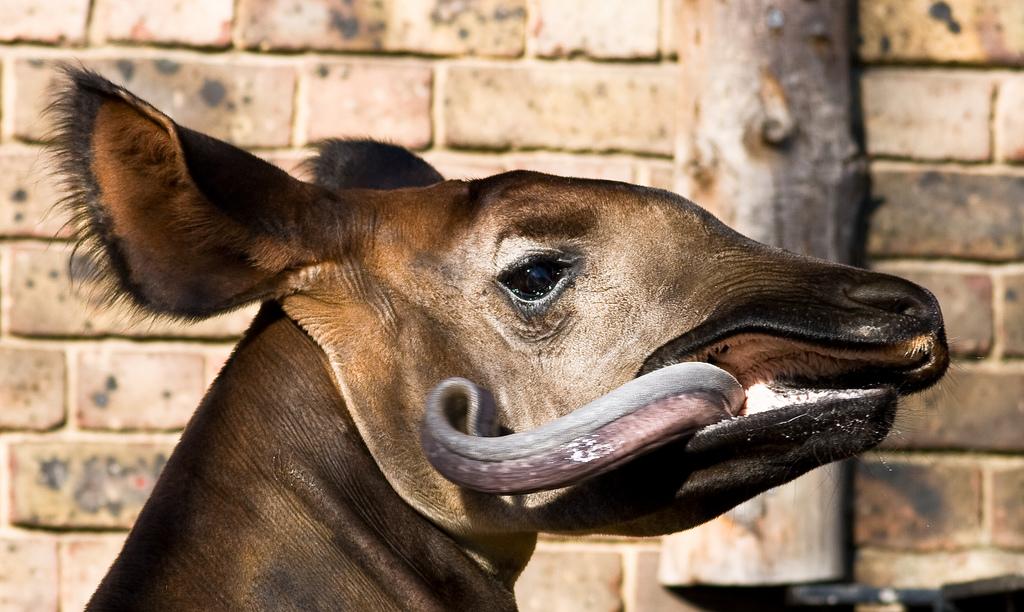 africageo's tweet photo. RT @SUSCITATION "so about this #okapi... http://t.co/fflDf2Mjrg"