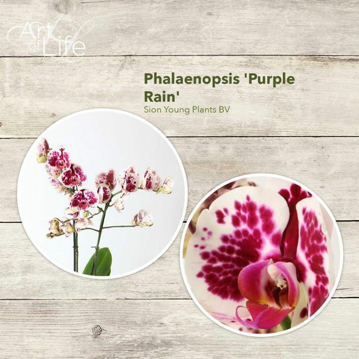 Please vote now on facebook.com/orchidsinfo for our #purplerain #orchid